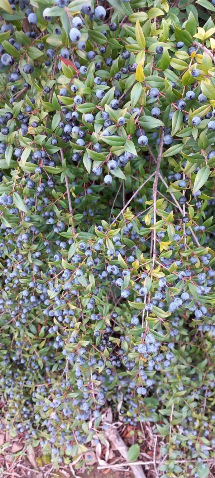 קאלה גונונה Agriturismo Su Tiresi מראה חיצוני תמונה