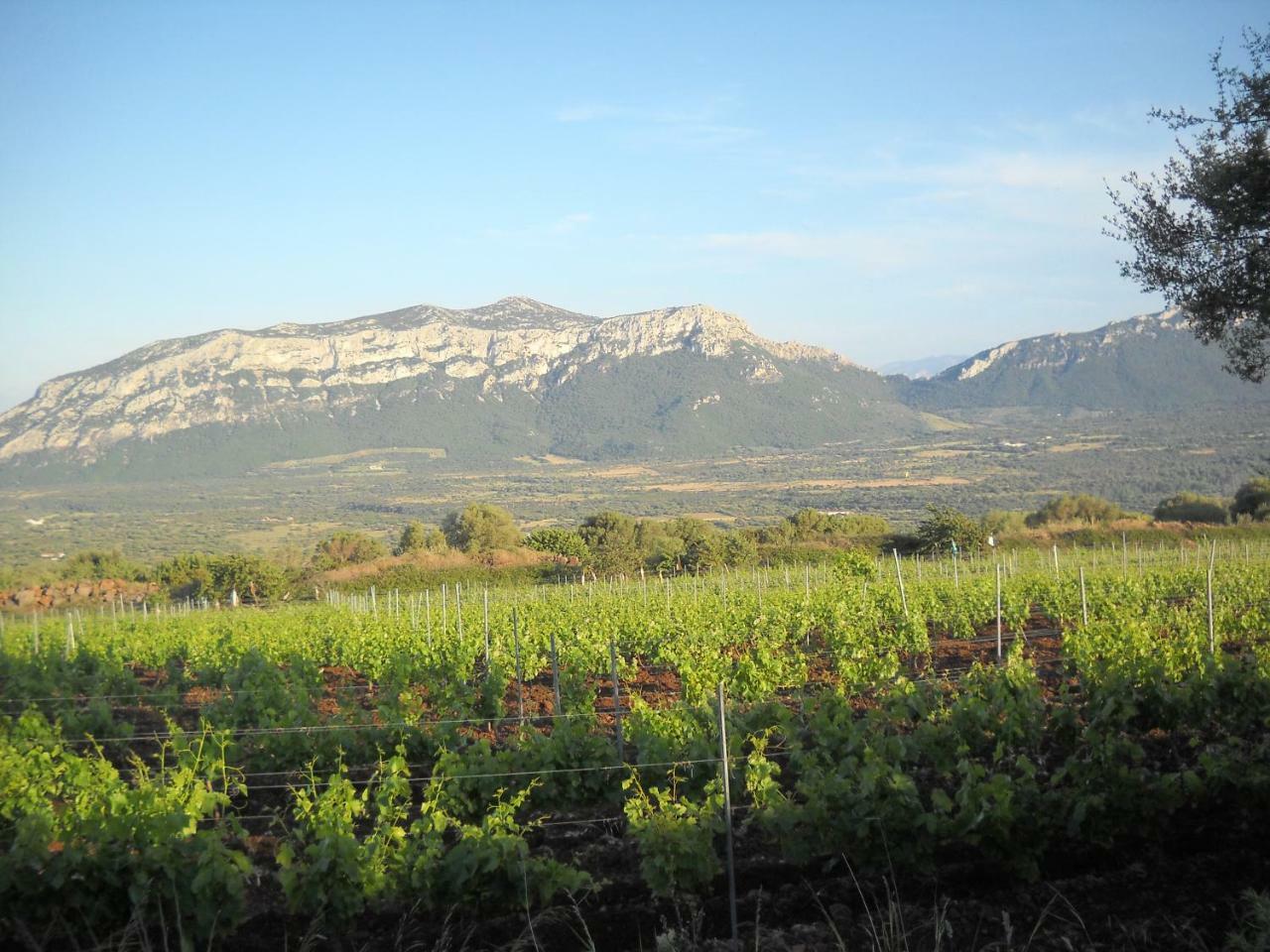 קאלה גונונה Agriturismo Su Tiresi מראה חיצוני תמונה